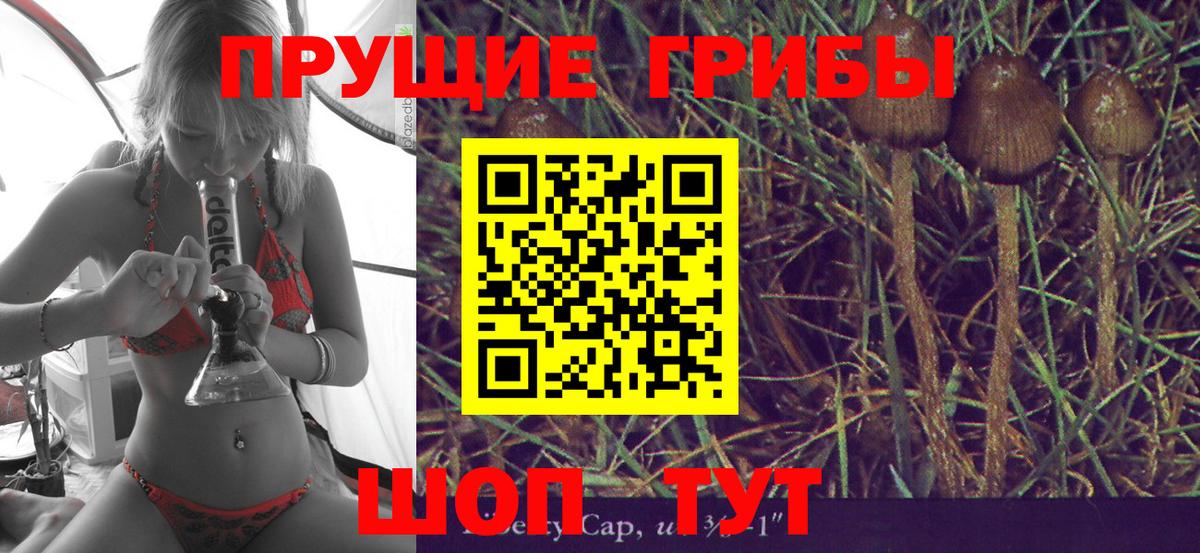 купить наркотики сайты  Галлюциногенные грибы Psilocybe  Вход с VPN  Гурьевск  Псилоцибиновые грибы мухоморы 