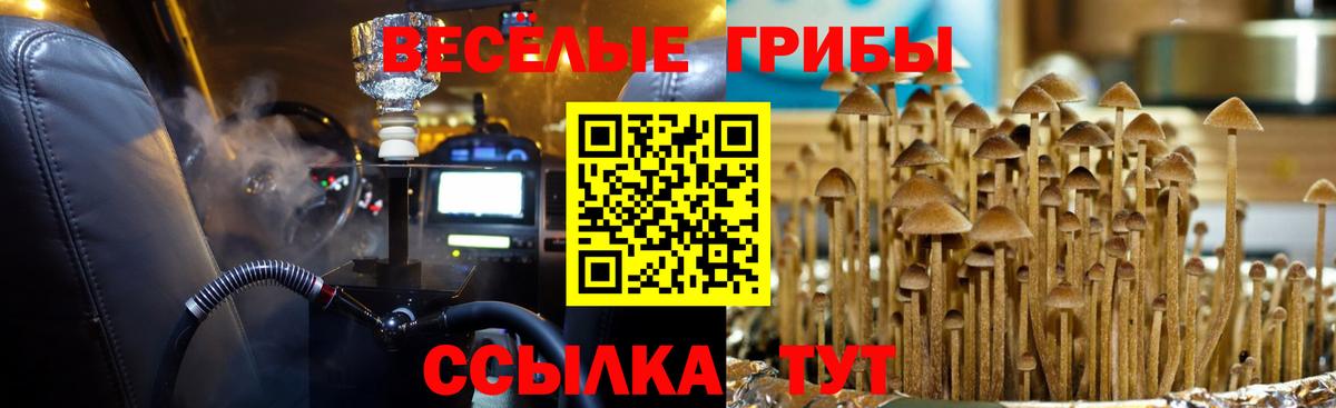 Галлюциногенные грибы Psilocybe Гурьевск